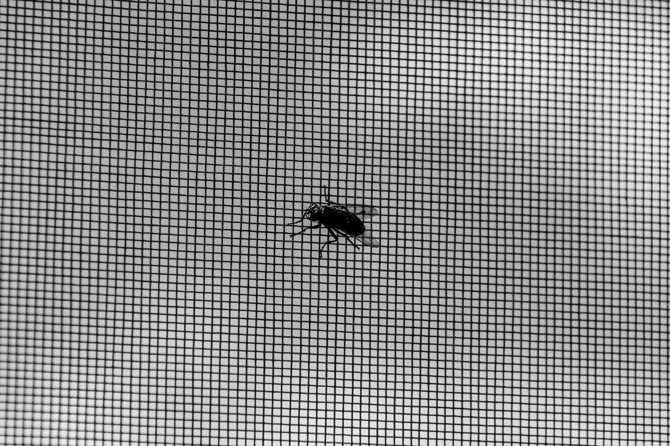 Small insect resting on a fine window mesh screen