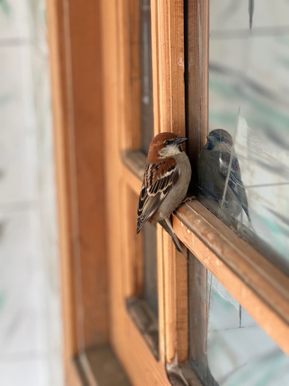 Sparrow perched on a window frame beside its reflection