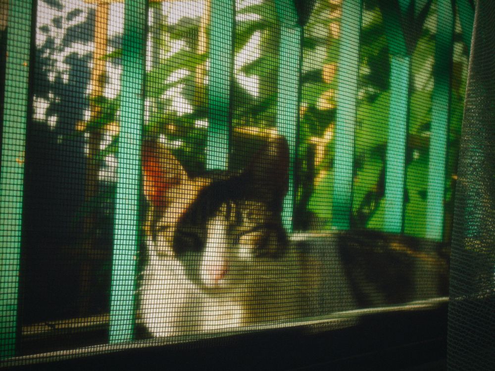 Cat resting behind window mesh in sunlight