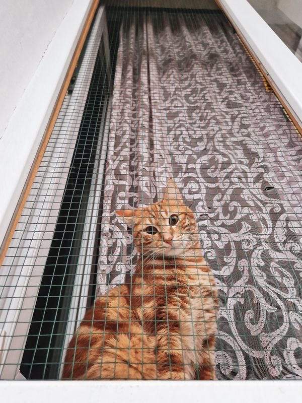 Pet-Resistant Window Screens: Mesh and Frame Choices