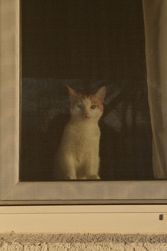 Calico cat looking through a window screen at sunset