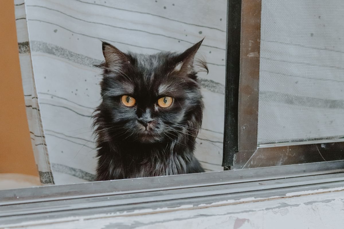 Black cat sitting beside a closed window